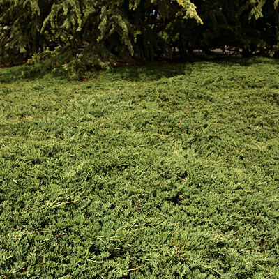 Juniperus h. 'Wiltonii'