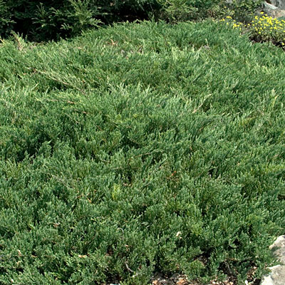 Juniperus h. 'Youngstown'