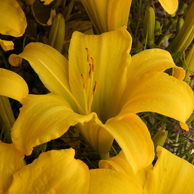 Hemerocallis 'The Jury's Out'