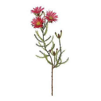 Blooming Kaaps Green Spray - Hot Pink