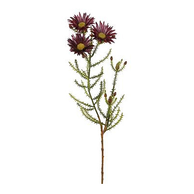 Blooming Kaaps Green Spray - Purple