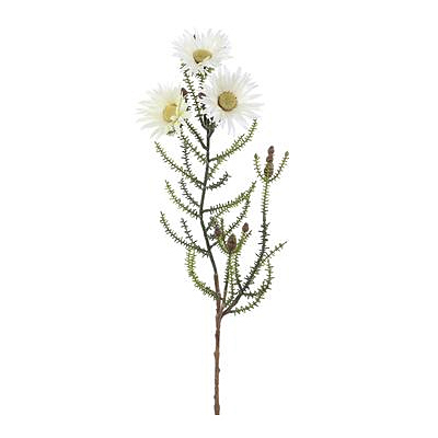 Blooming Kaaps Green Spray - White