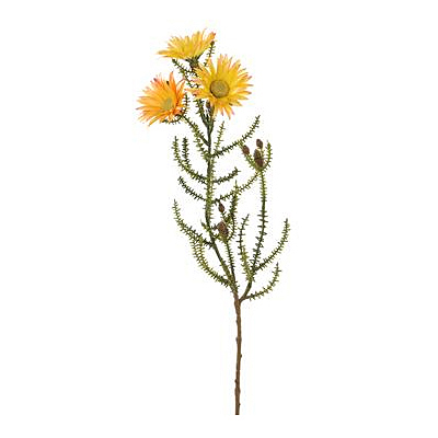 Blooming Kaaps Green Spray - Yellow