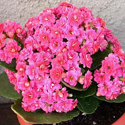 Kalanchoe blossfeldiana 'Calandiva'