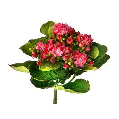 Kalanchoe Plant - Pink