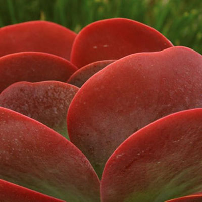 Kalanchoe thyrsifolia