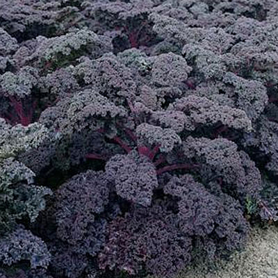 Kale
