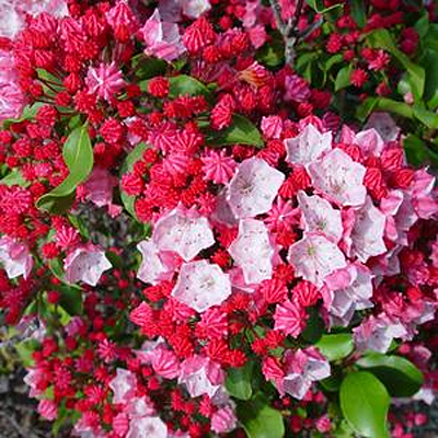 Kalmia