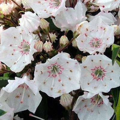 Kalmia l. 'Elf'