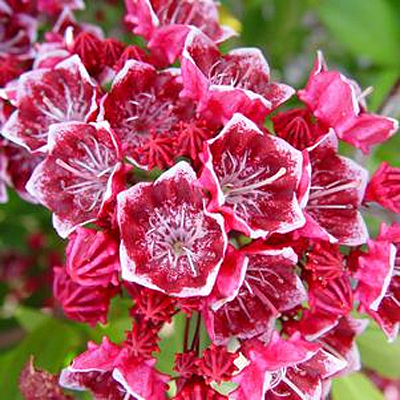 Kalmia l. 'Keepsake'