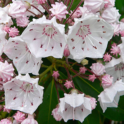 Kalmia latifolia