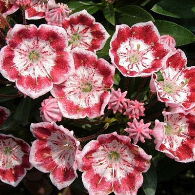 Kalmia l. 'Minuet'