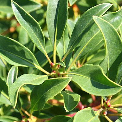 Kalmia l. 'Nipmuck'