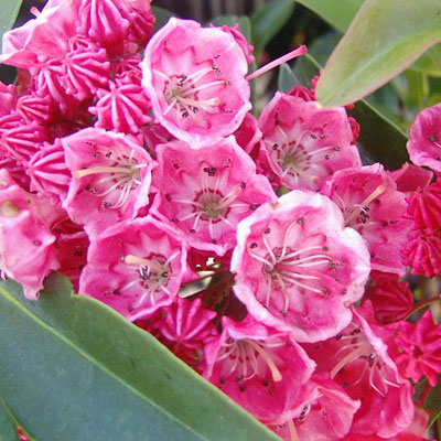 Kalmia l. 'Sarah'