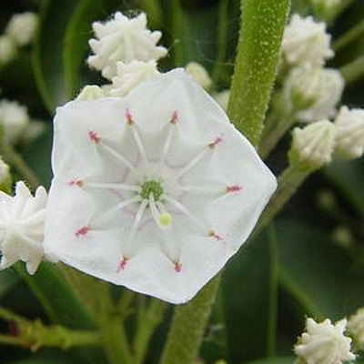 Kalmia l. 'Snowdrift'