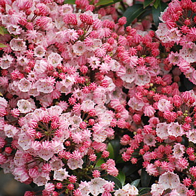Kalmia l. 'Tiddlywinks'