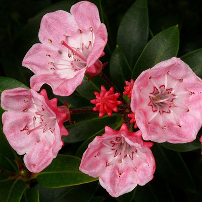 Kalmia l. 'Tinkerbell'