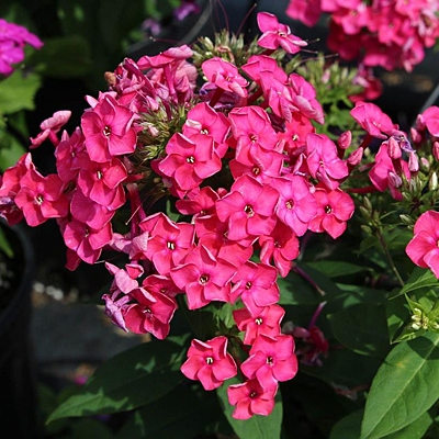 Phlox p. 'Ka-Pow Pink'