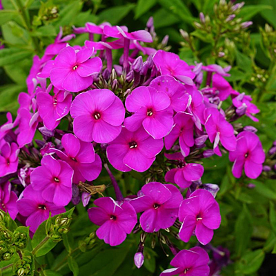 Phlox p. 'Ka-Pow Purple'