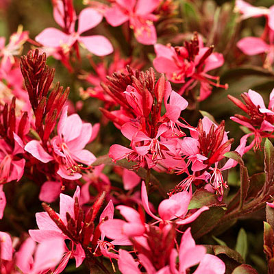 Gaura l. 'Karalee Petite Pink'