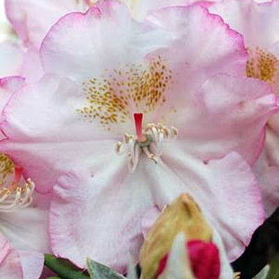 Rhododendron y. 'Ken Janeck'