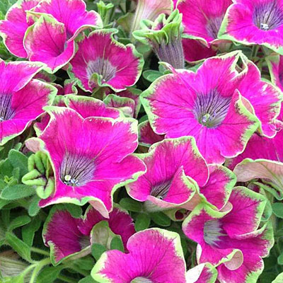 Petunia 'Kermit Purple'