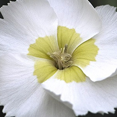 Dianthus x 'Key Lime Pie'