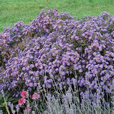 Aster 'Kickin Lilac Blue'