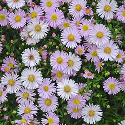 Aster 'Kickin Pink Chiffon'