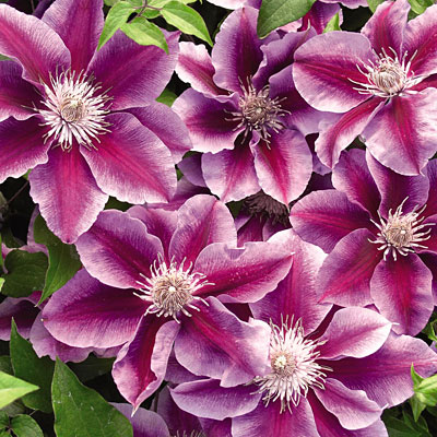 Clematis 'Kilian Donahue'