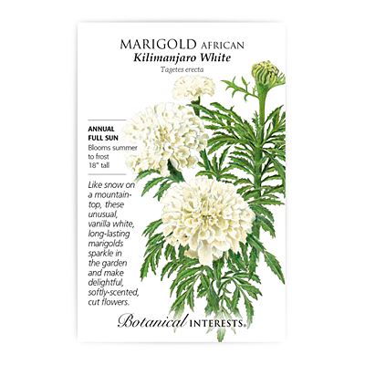Seeds - BI Marigold African Kilimanjaro White