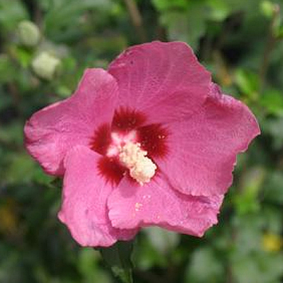 Hibiscus s. 'Lil' Kim Red'