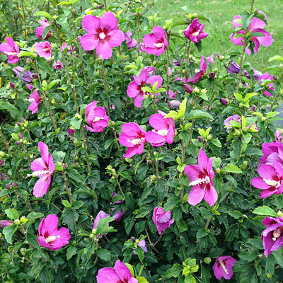 Hibiscus s. 'Lil' Kim Violet'