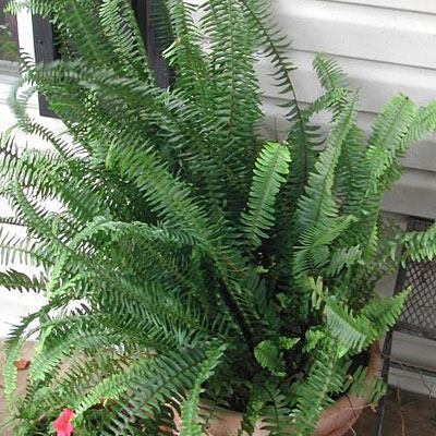 Nephrolepis obliterata 'Kimberly Queen'