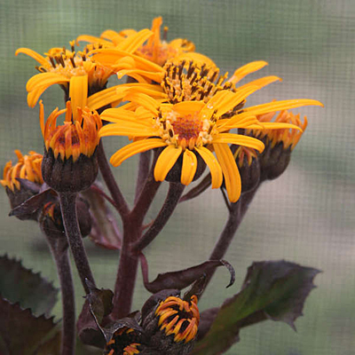 Ligularia x 'King Kong'