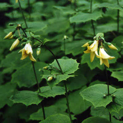 Kirengeshoma palmata