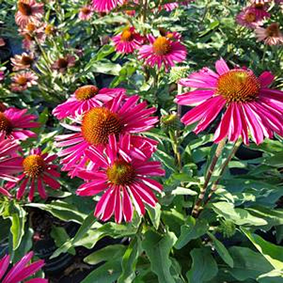 Echinacea x 'Kismet Raspberry'