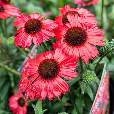Echinacea x 'Kismet Red'