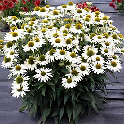 Echinacea x 'Kismet White'