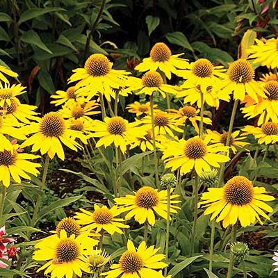 Echinacea x 'Kismet Yellow'
