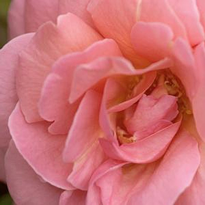 Rosa 'Kiss Me'