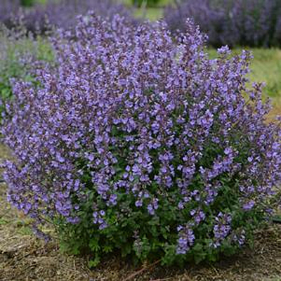 Nepeta x 'Kitten Around'