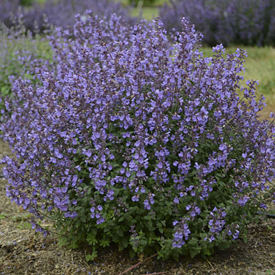 Nepeta x f. 'Kitten Around'