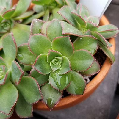 Aeonium haworthii 'Kiwi Verde'