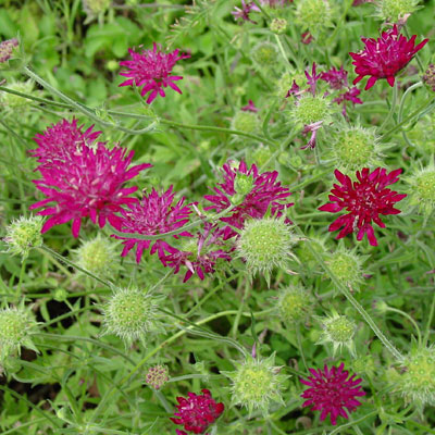 Knautia macedonica