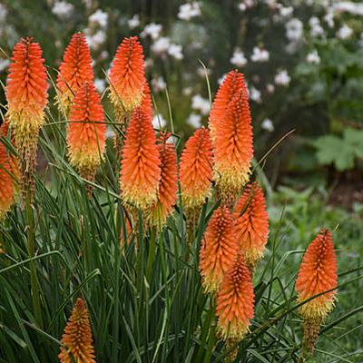 Kniphofia x 'Backdraft'