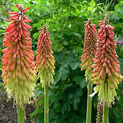 Kniphofia uvaria 'Flamenco'