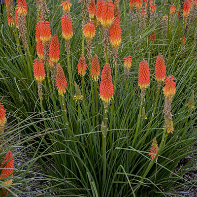 Kniphofia x 'Jackpot'