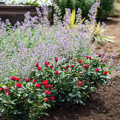 Rosa 'Knock Out Petite'