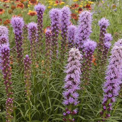 Liatris sp. 'Kobold Original'